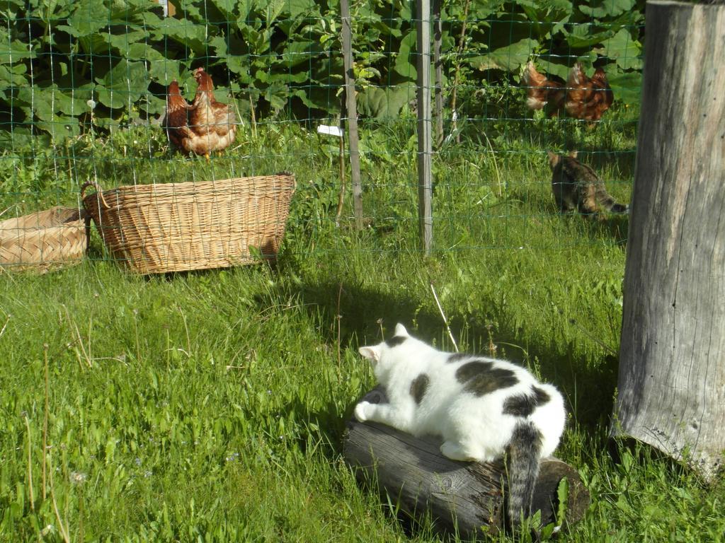 Farm Kosir Villa Kranjska Gora Exterior photo